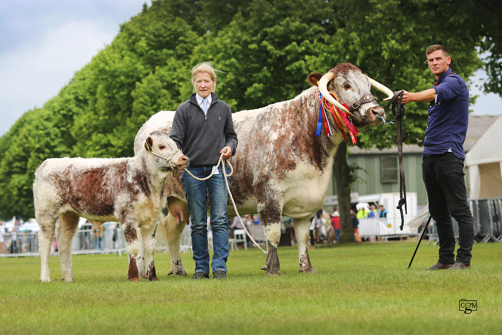 Gentons Quirky & calf, breed champion Royal Three Counties Show 2022